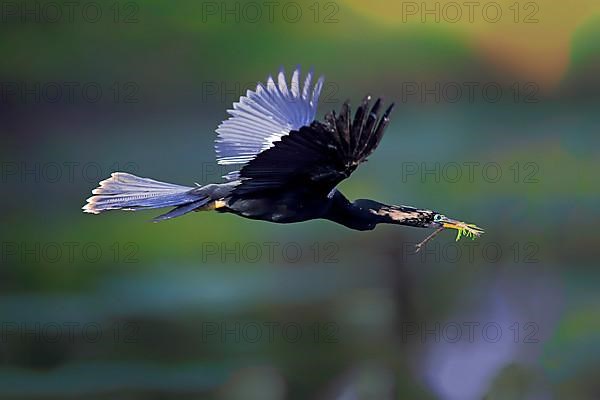 Anhinga