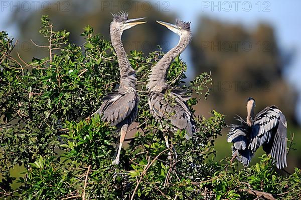 Great blue heron