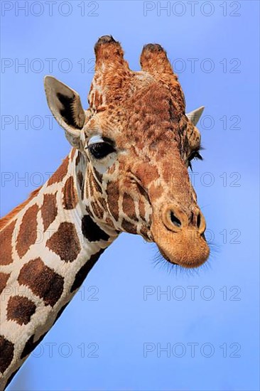 Reticulated giraffe