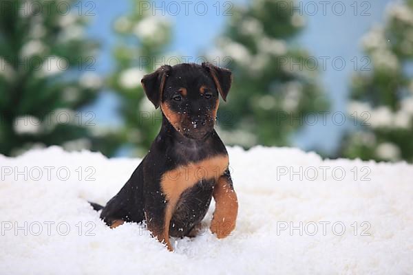 German Hunting Terrier