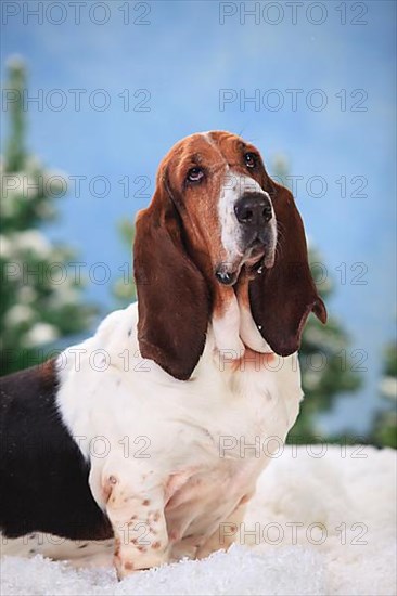 Basset Hound