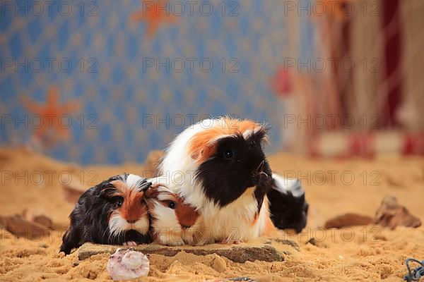 Coronet guinea pigs