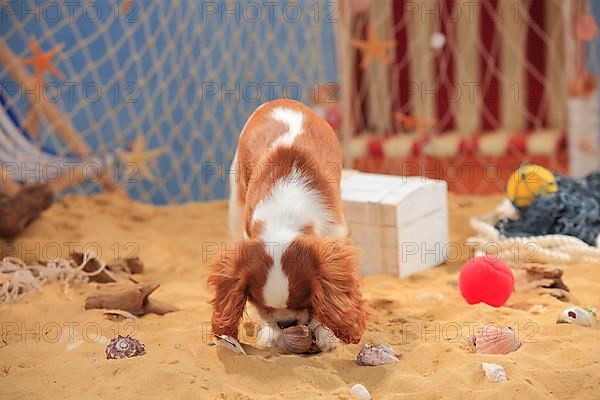 Cavalier King Charles Spaniel