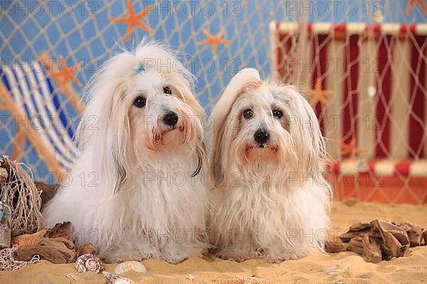 Coton de Tulear