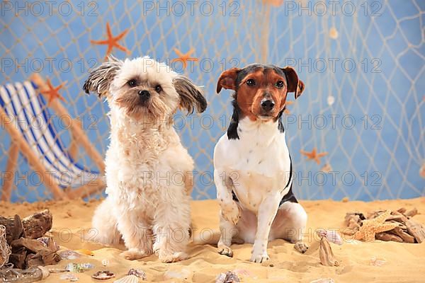 Jack Russell Terrier and mixed breed dog