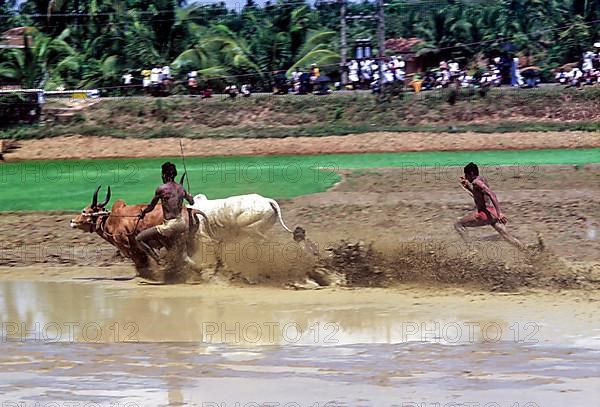 A jockey lying in the racing field in Maramadi or Kalappoottu is a type of cattle race conducted in Kundara Pillaveettil paddy fields in Kollam