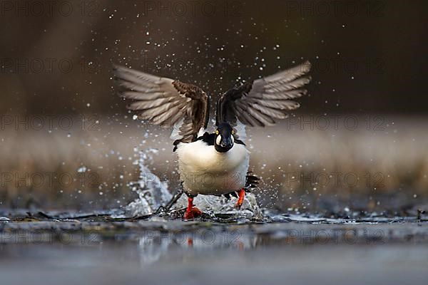 Common Goldeneye