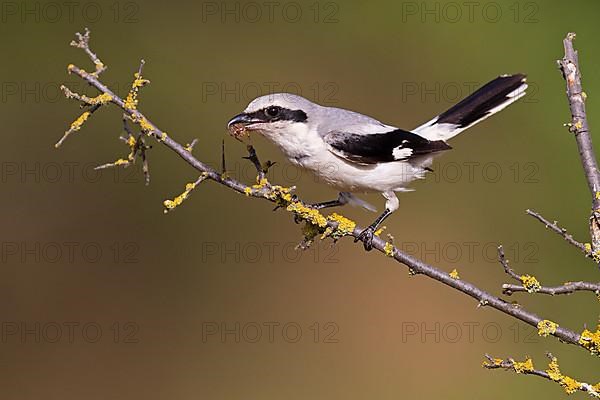 Great Grey Shrike