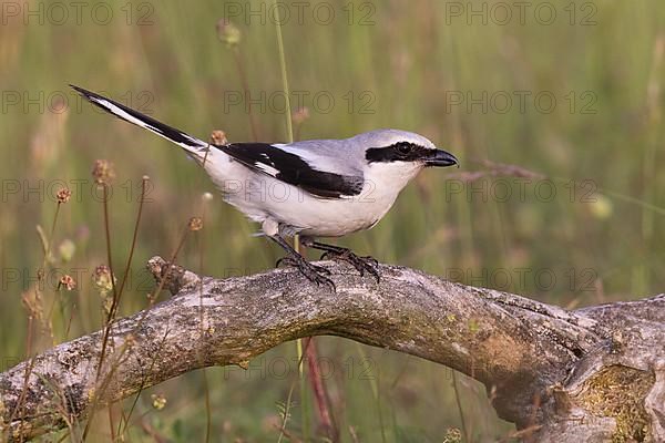 Great Grey Shrike