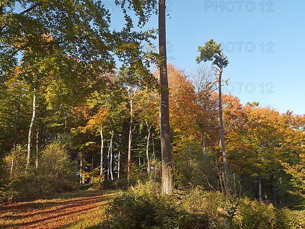 Autumn hiking trail on the Werder