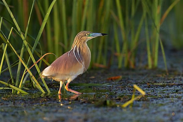 Squacco Heron