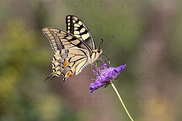 Swallowtail