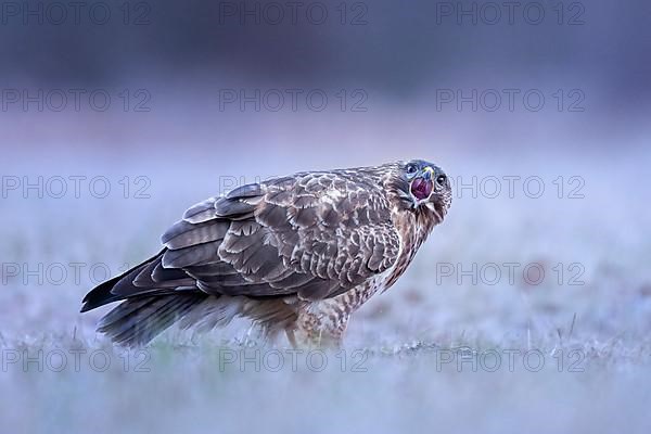 Steppe buzzard