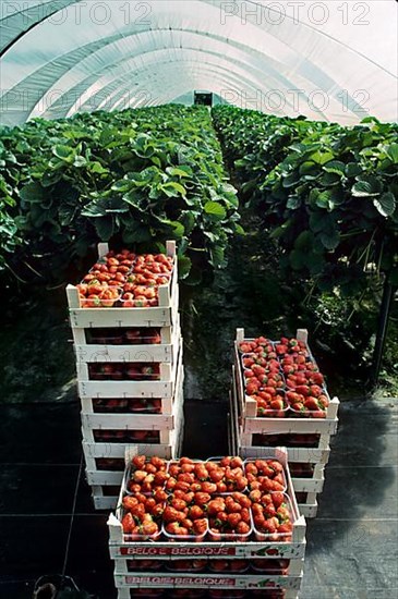 Garden strawberry