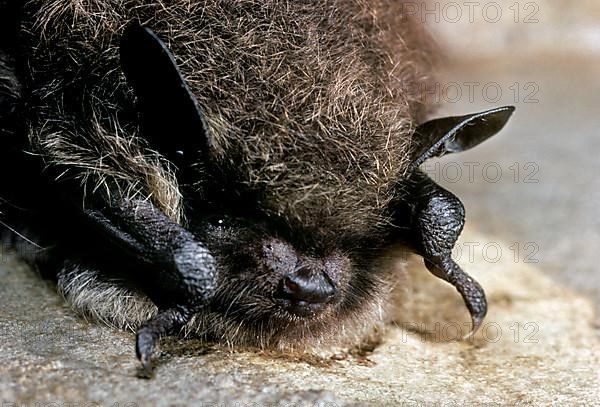 Whiskered bat