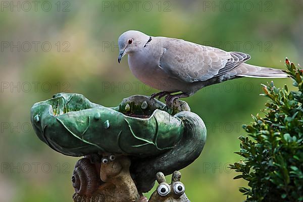 Eurasian collared doves