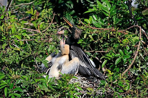 Anhinga