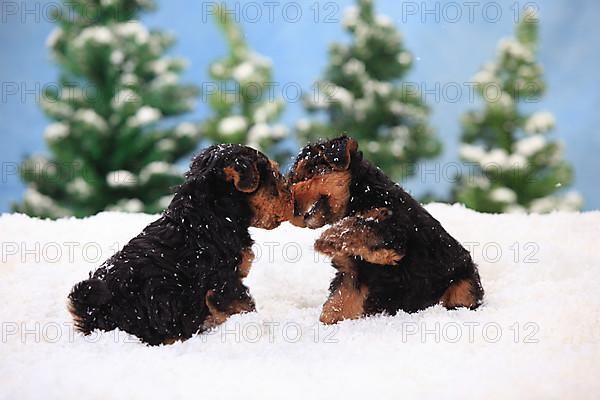 Welsh Terrier