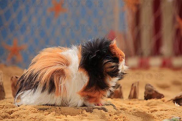 Angora guinea pig