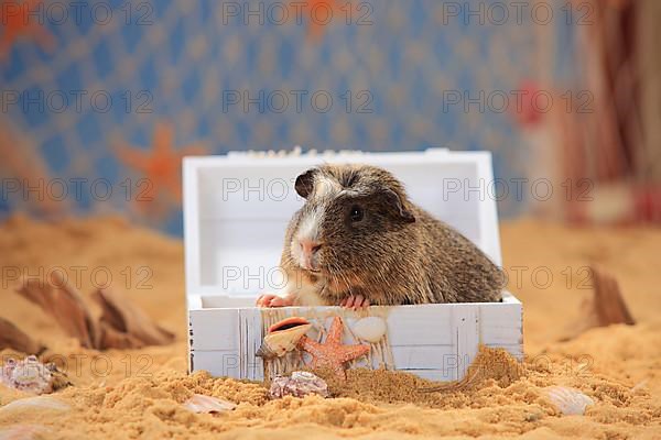 English Crested Guinea Pig Pig