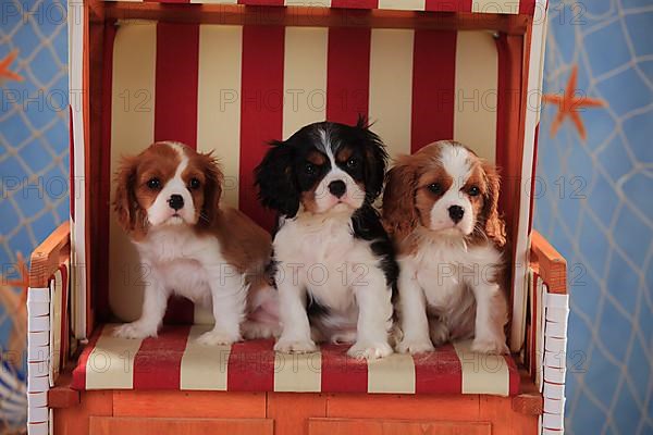 Cavalier King Charles Spaniel