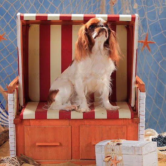 King Charles Spaniel