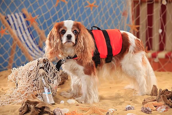 Cavalier King Charles Spaniel