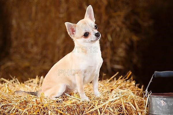 Chihuahua