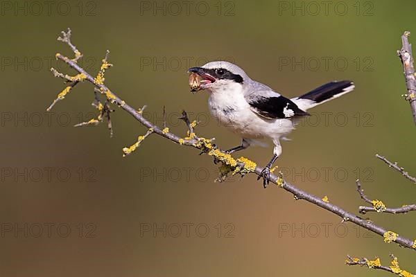 Great Grey Shrike