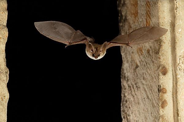 Grey long-eared bat