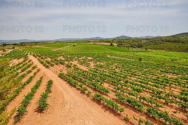 View onto the Vineyard from Cathedral Santuari de la Mare de Deu de Montserrat