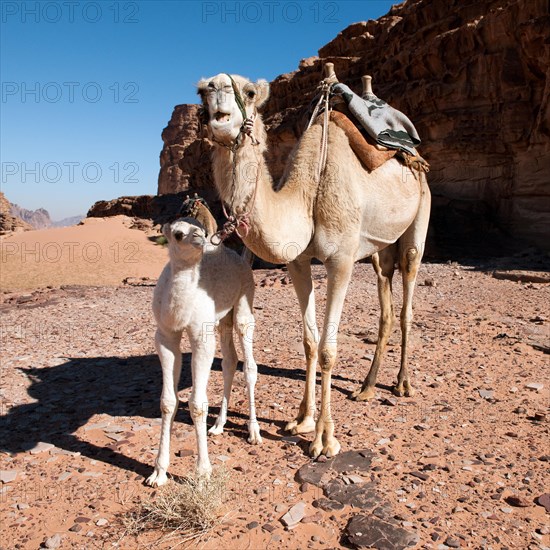 Dromedary