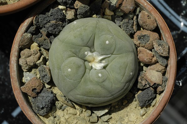 Peyote cactus