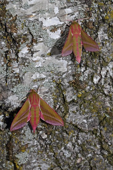 Elephant hawk-moth