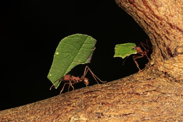 Leafcutter ant