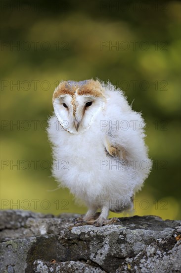 Barn Owl