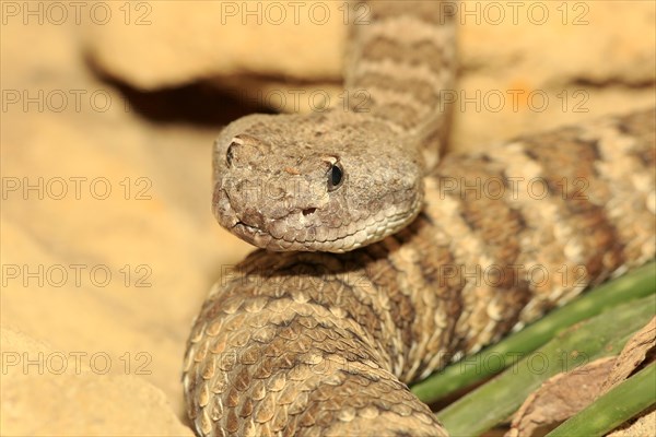 Prairie rattlesnake