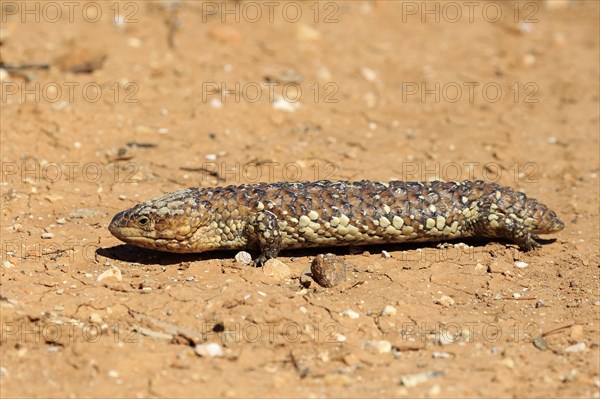 Tiliqua rugosa