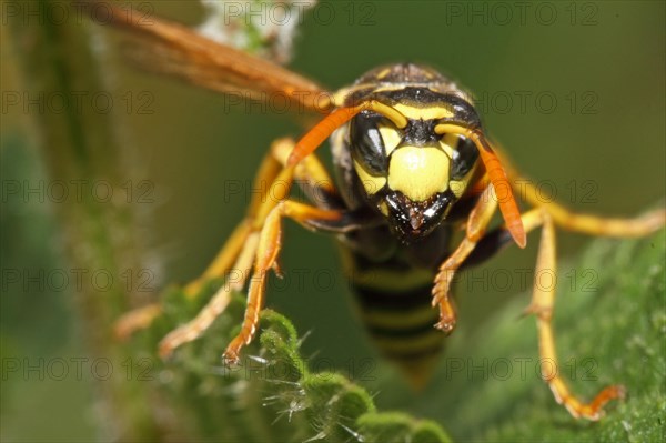 European Paper Wasp