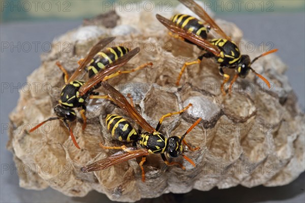 European Paper Wasp