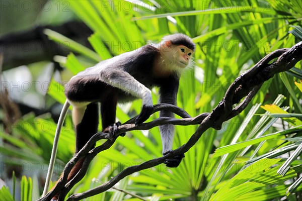 Douc Langur