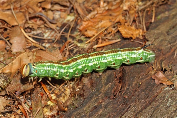 Pine Hawk Moth