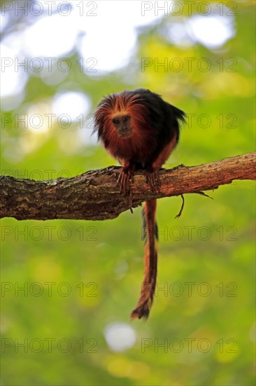 Golden-headed lion tamarin