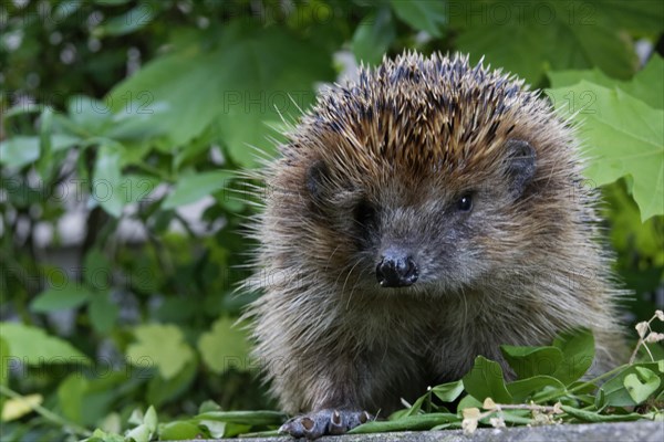 European hedgehog