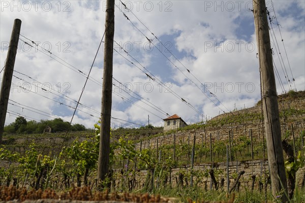 Vineyards near Freyburg