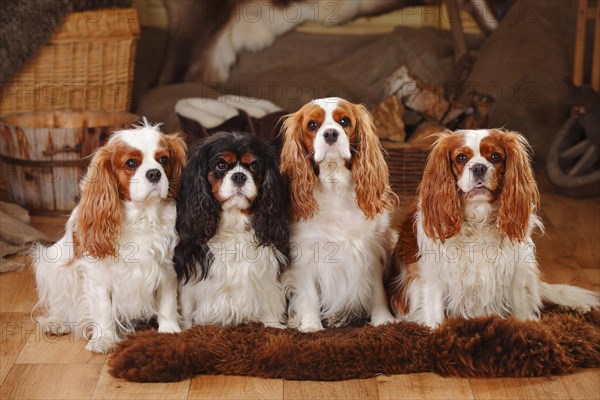 Cavalier King Charles Spaniel