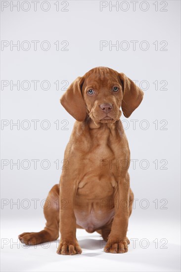 Shorthaired Hungarian Pointing Dog