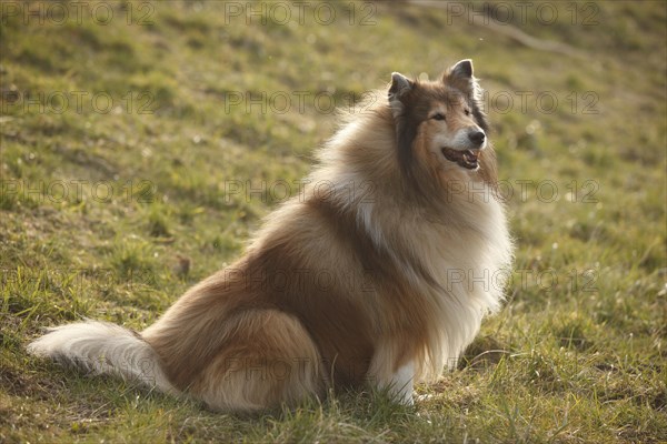 Scottish shepherd dog