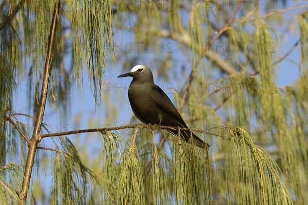 Black Noddy