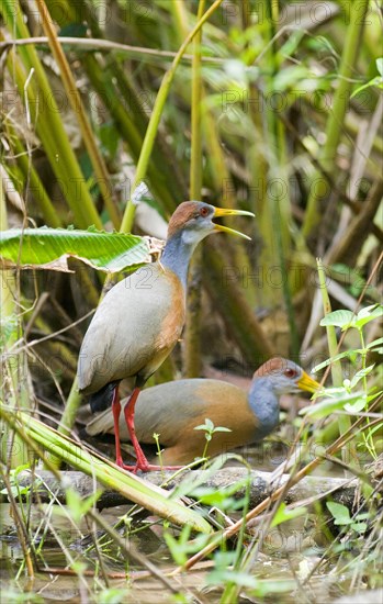 Grey-necked Wood-rail